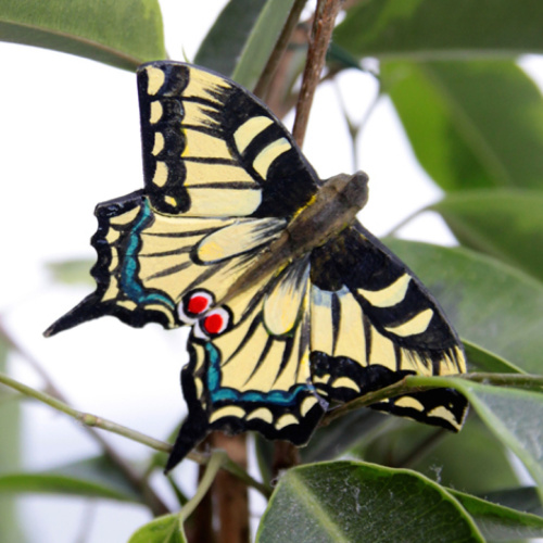 Wildlife Garden Schmetterling - Schwalbenschwanz