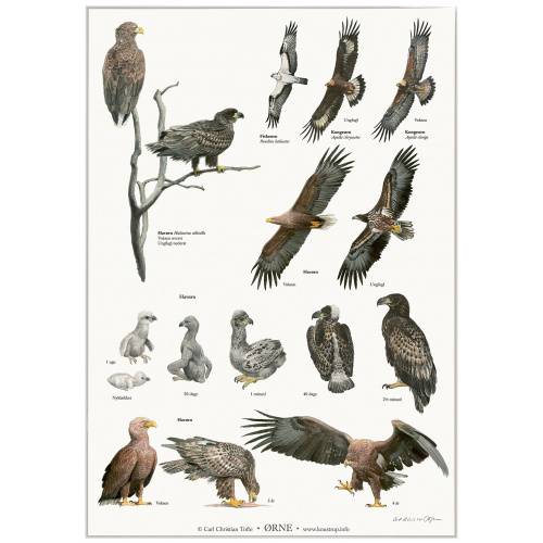 Affiche Koustrup — Aigles, format A2