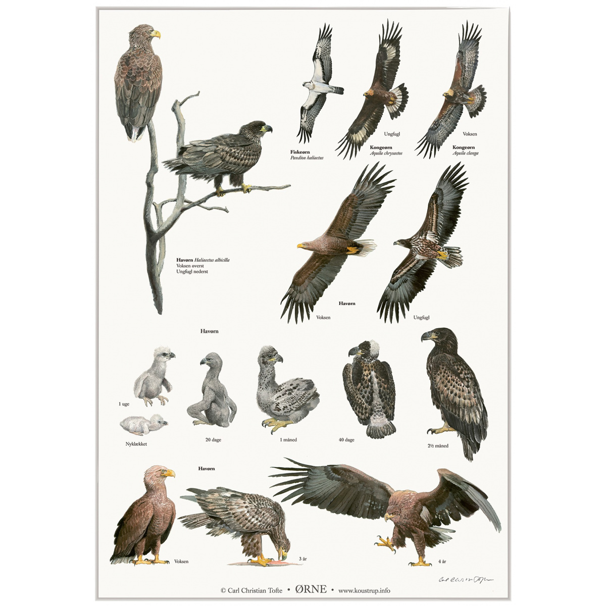 Koustrup Poster - Adler, A2