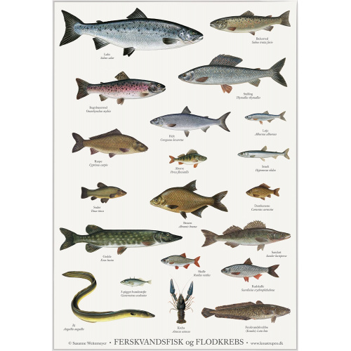 Affiche Koustrup — Poissons d'eau douce, A2