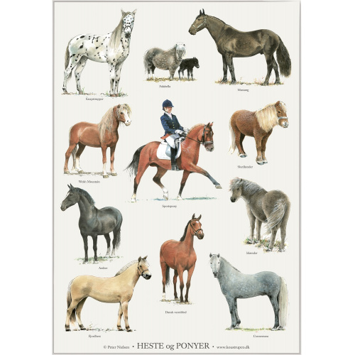 Koustrup & Co. Plakat mit Pferden und Ponys - A2