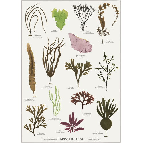 Koustrup & Co. Poster mit essbarem Seetang - A2