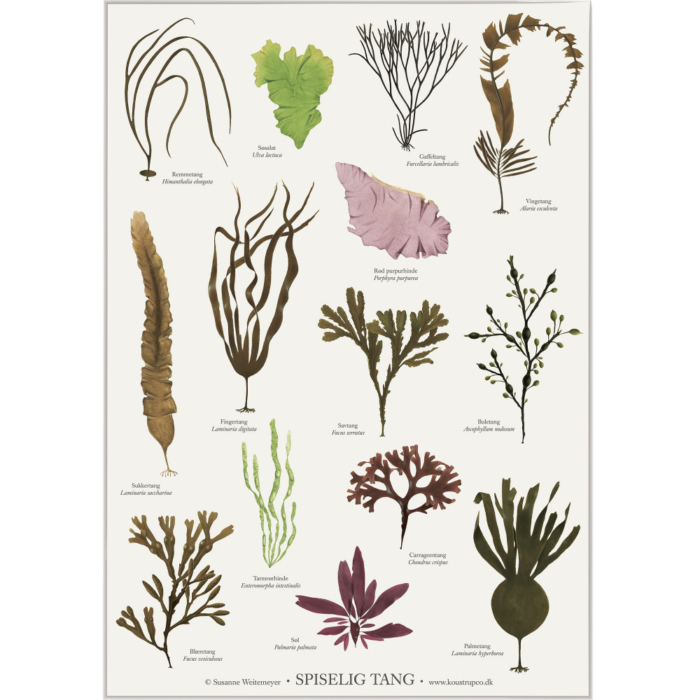 Koustrup poster - Edible seaweed, A2