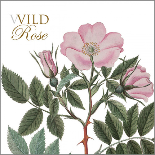 Flora Danica Kartenmappe - wilde Rose
