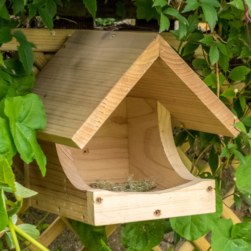 Wildlife World redekasse til solsort