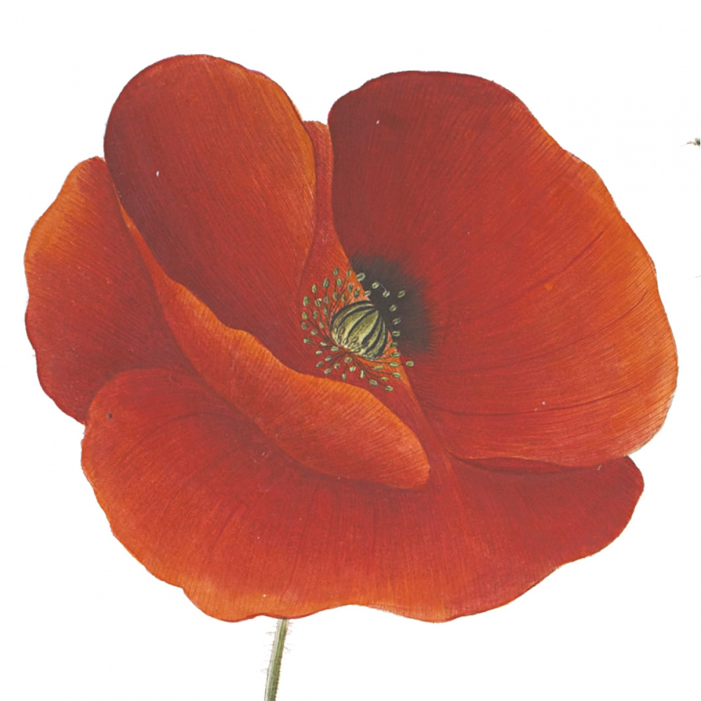 Flora Danica kunstdruk in A2 - klaproos - Afbeelding 2