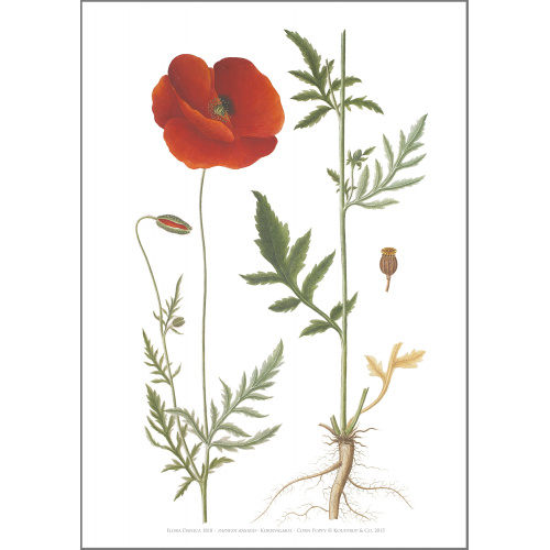 Impression d'art Flora Danica au format A2 — coquelicot des champs