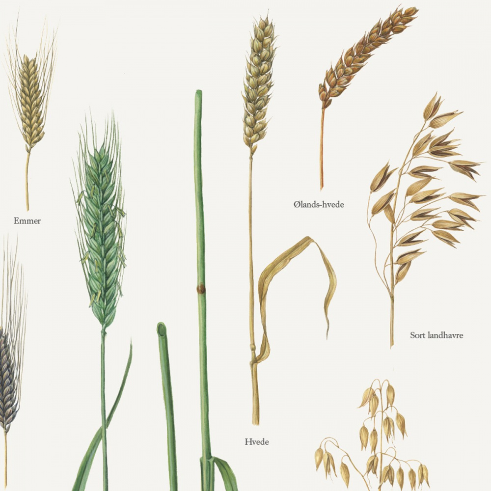 Koustrup poster - Sädessorter, A2 - Bild 2
