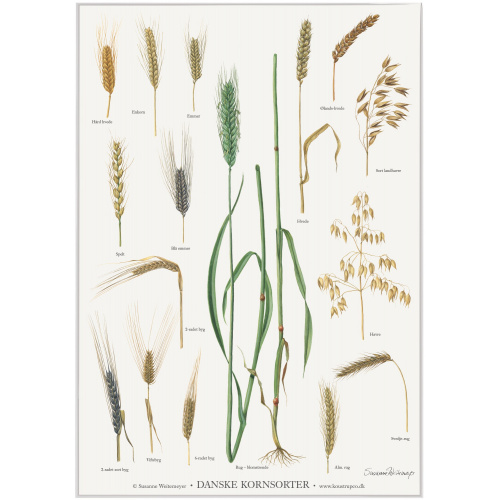 Affiche Koustrup - Variétés de céréales, format A2