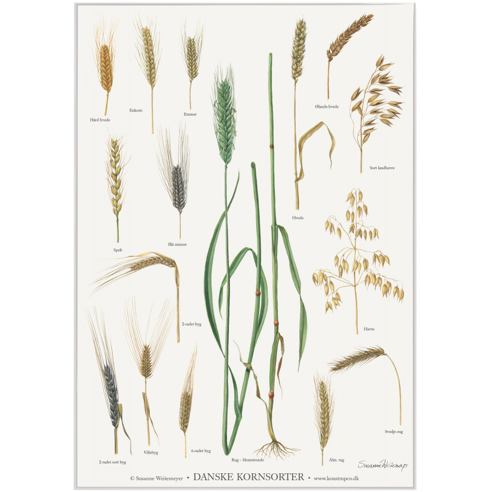 Affiche Koustrup - Variétés de céréales, A2