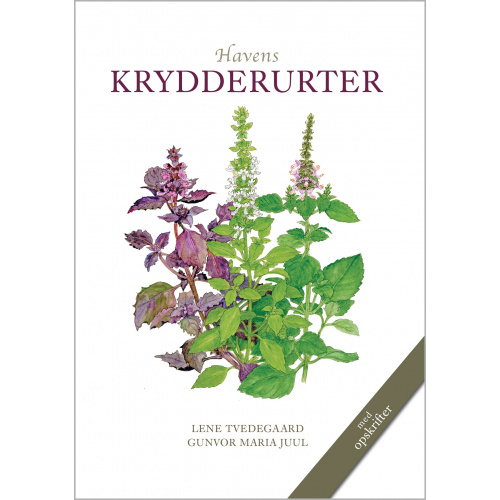 Koustrups kleine Weiße - Havens Kräuter