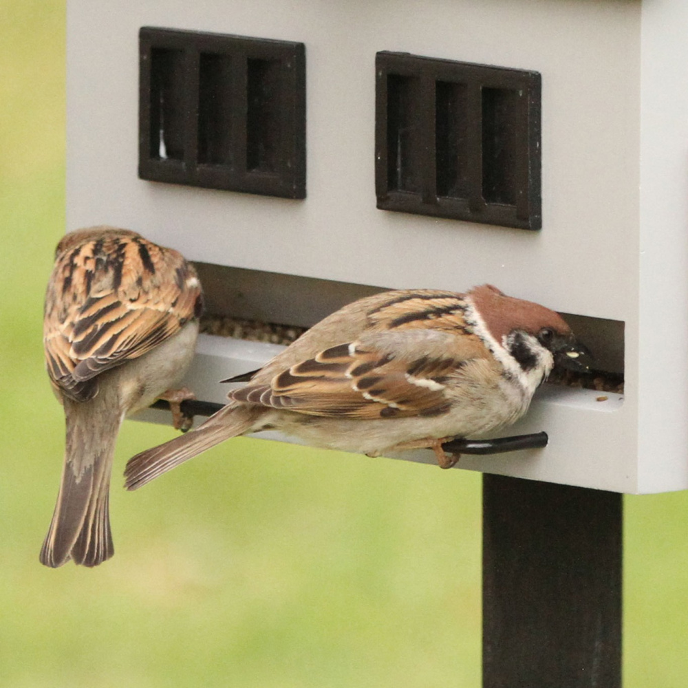 Wildlife Garden voederhuis met vogelbad - grijs - Afbeelding 2