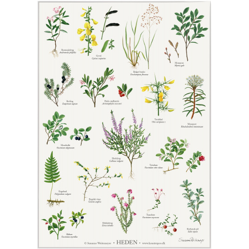 Affiche Koustrup — Plantes des landes, format A2