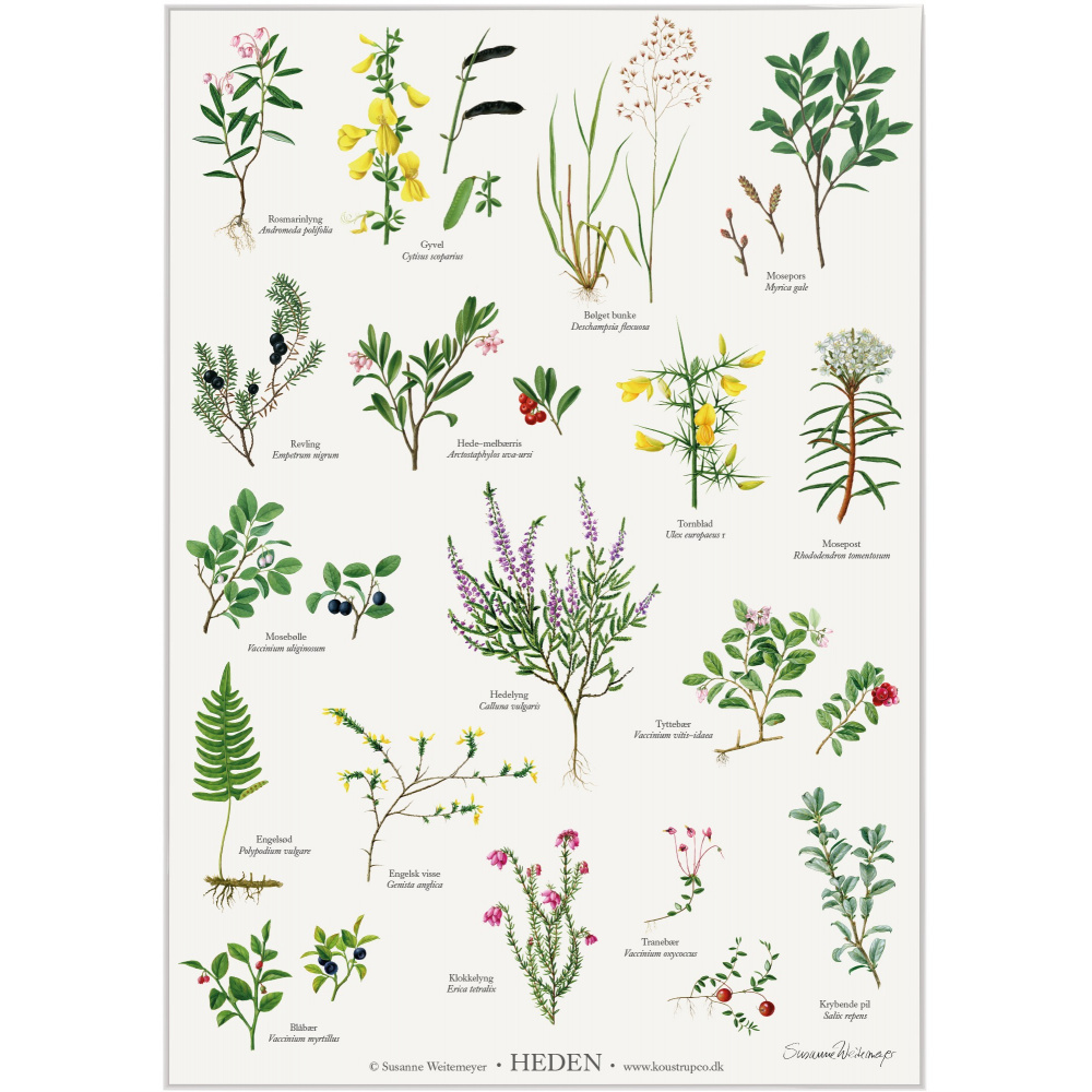 Koustrup plakat - Hedeplanter, A2