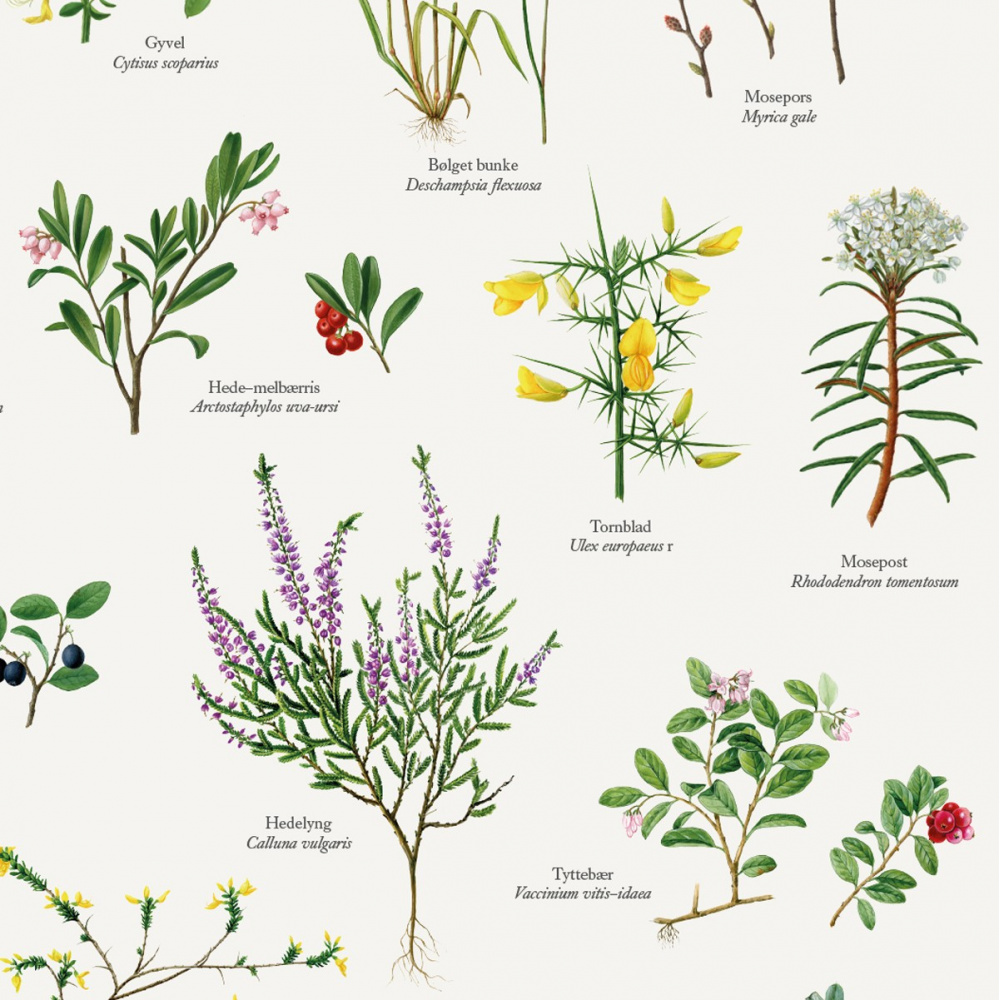 Koustrup plakat - Hedeplanter, A2 - Billede 2
