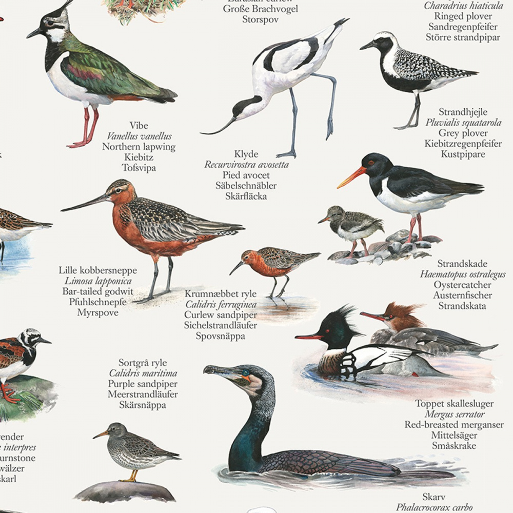 Koustrup poster - Vogels aan het strand, A2 - Afbeelding 4