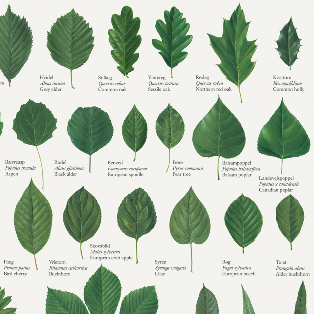 Koustrup poster - Tree Leaves, A2 - Image 3