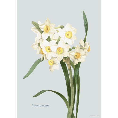 Impression d'art « Flora Danica » avec narcisse — plusieurs tailles.