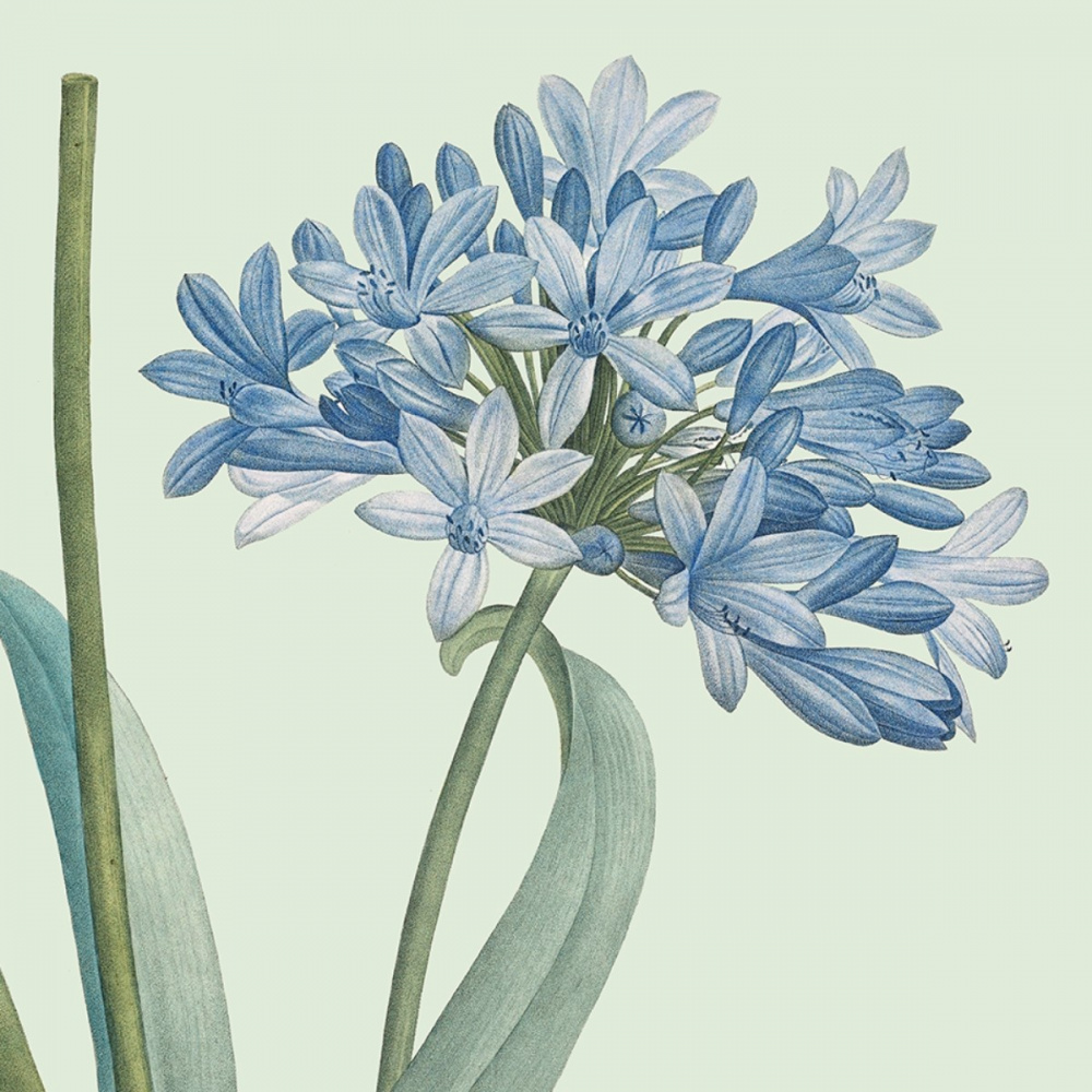 Flora Danica kunstdruk met agapanthus - verschillende formaten. - Afbeelding 2