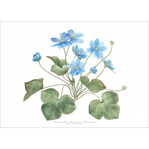 Koustrup & Co. tirage d'art avec anémone bleue - plusieurs tailles
