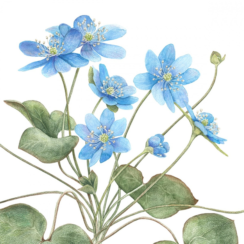 Koustrup & Co. art print with blue anemone - multiple sizes - Image 2
