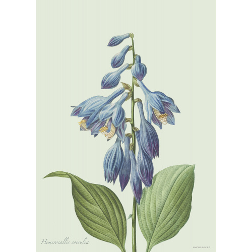 Impression d'art Flora Danica avec hosta — plusieurs tailles.