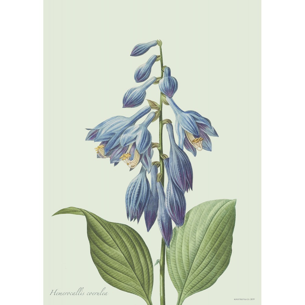 Flora Danica art print with hosta - several sizes.
