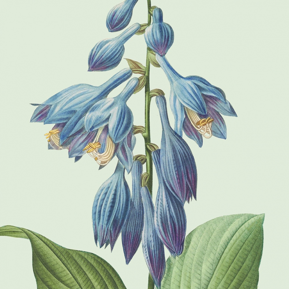 Flora Danica Kunstdruck mit Hosta - verschiedene Größen. - Bild 2