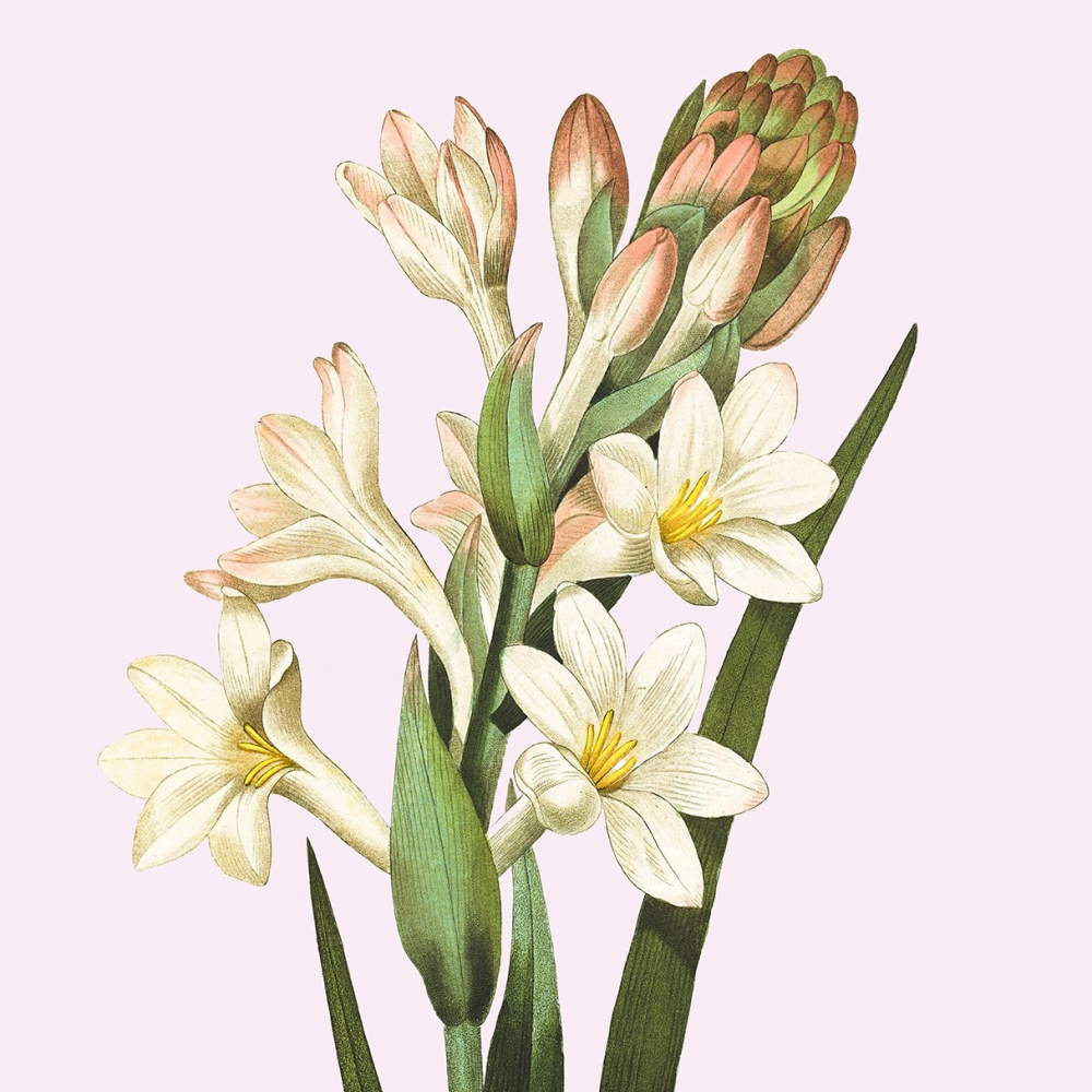 Flora Danica-kunstdruk met tuberoos - diverse maten - Afbeelding 2