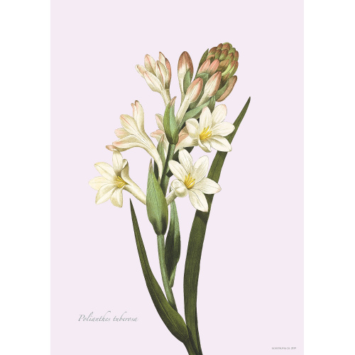Tirage d'art Flora Danica avec tubéreuse — plusieurs tailles.
