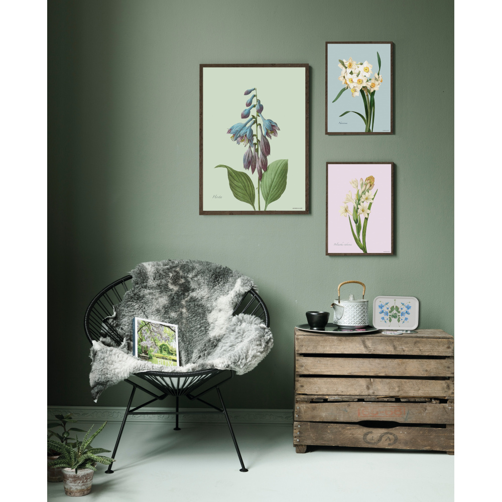 Flora Danica kunstdruk met narcis – meerdere formaten. - Afbeelding 3