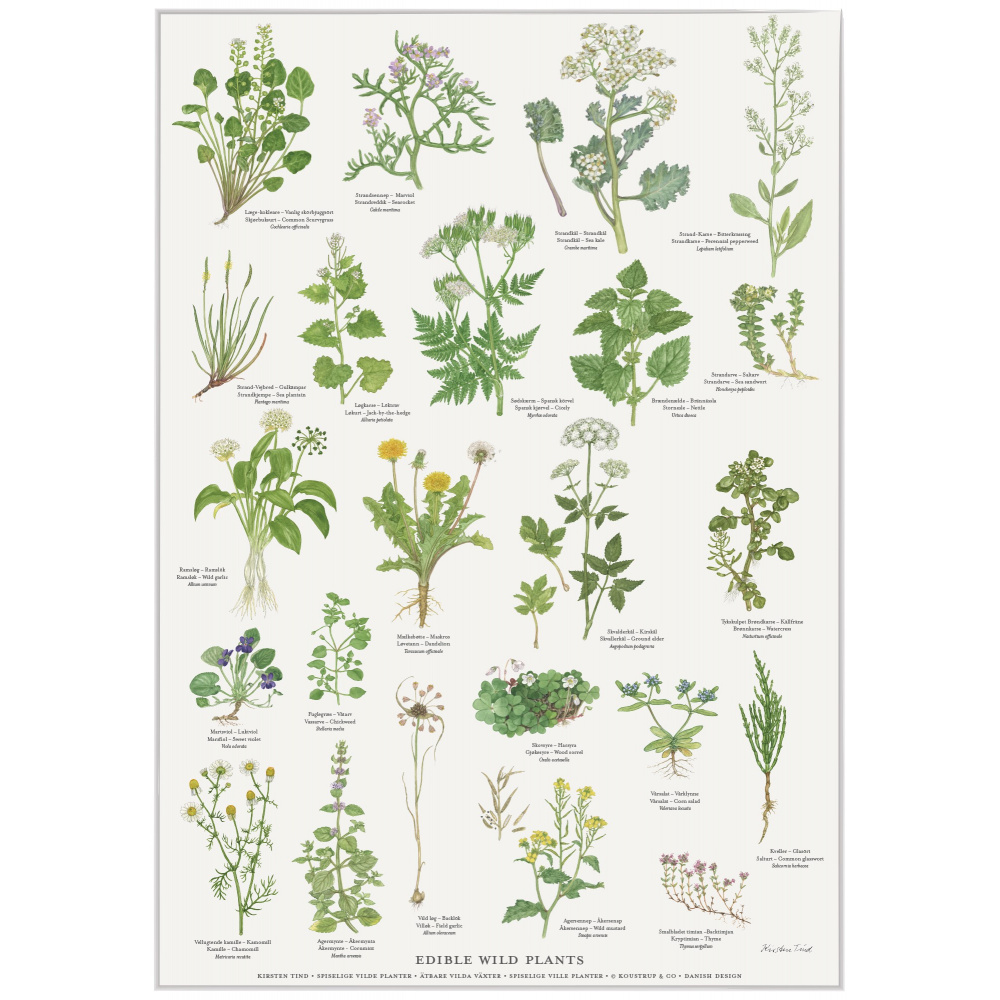 Koustrup & Co. Poster mit essbaren Wildpflanzen - A2