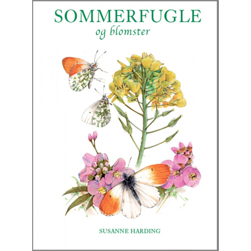 Koustrups kleine weiße - Schmetterlinge