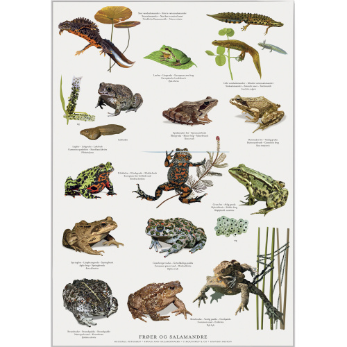 Koustrup & Co. Plakat mit Fröschen und Salamandern - A2