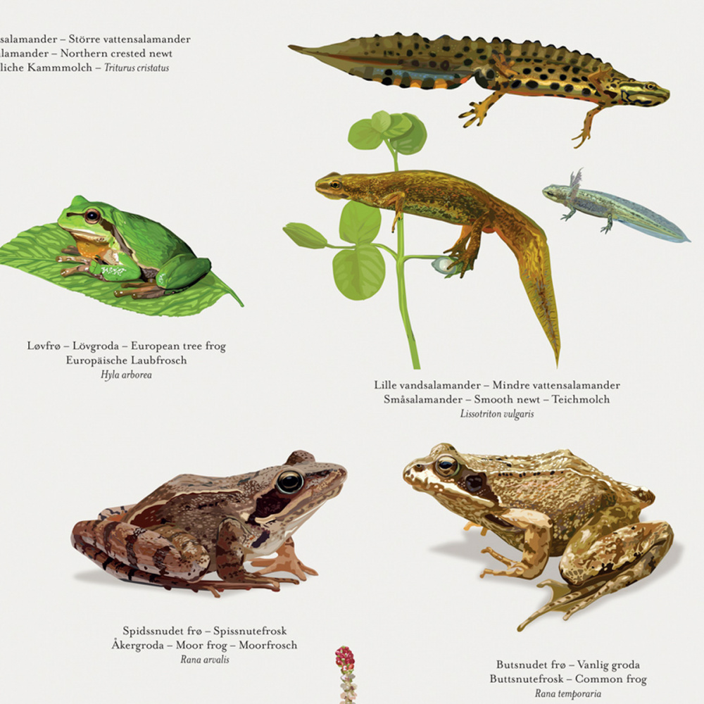 Koustrup poster - Kikkers en salamanders, A2 - Afbeelding 2