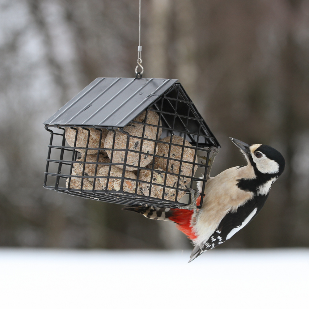 Wildlife Garden abri pour boules de graisse - noir - Image 2