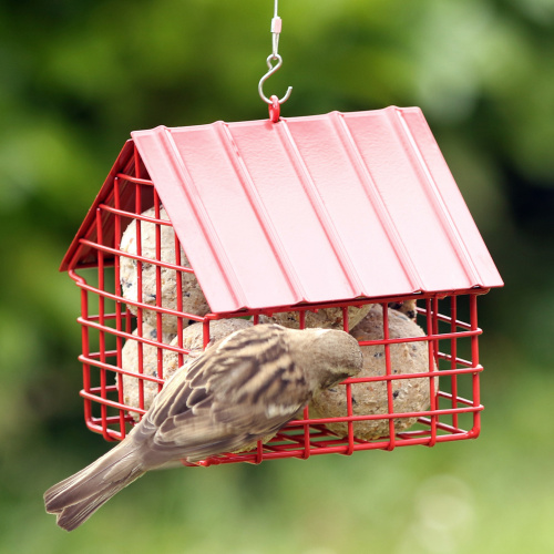 Wildlife Garden maison pour boules de graisse - rouge
