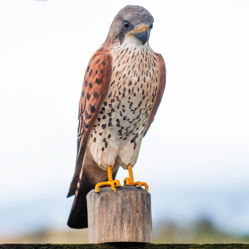 Wildlife Garden träfågel - tornfalk