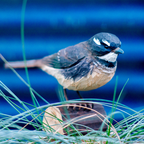Wildlife Garden Vögel aus Holz - Grauer Fantail