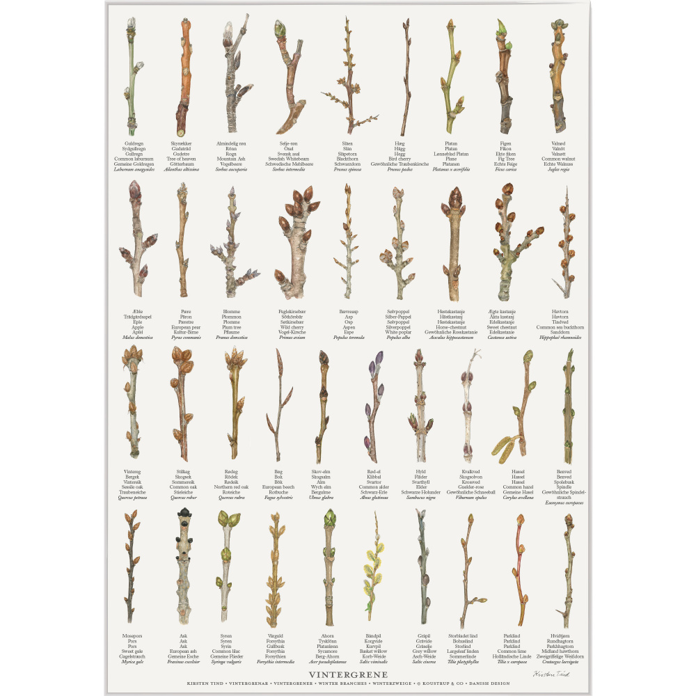 Koustrup plakat - Vintergrene, A2