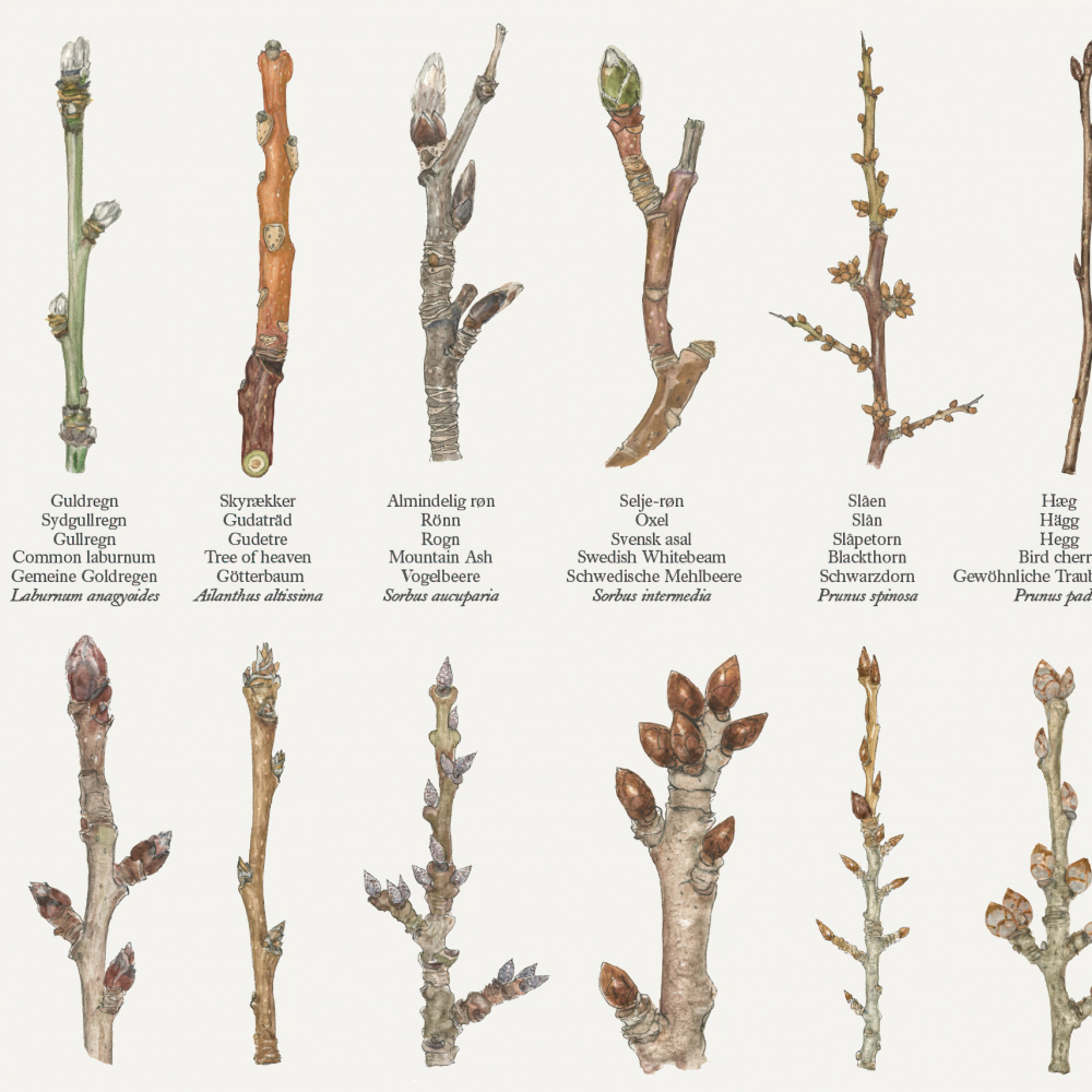 Koustrup Poster - Winter Branches, A2 - Image 2