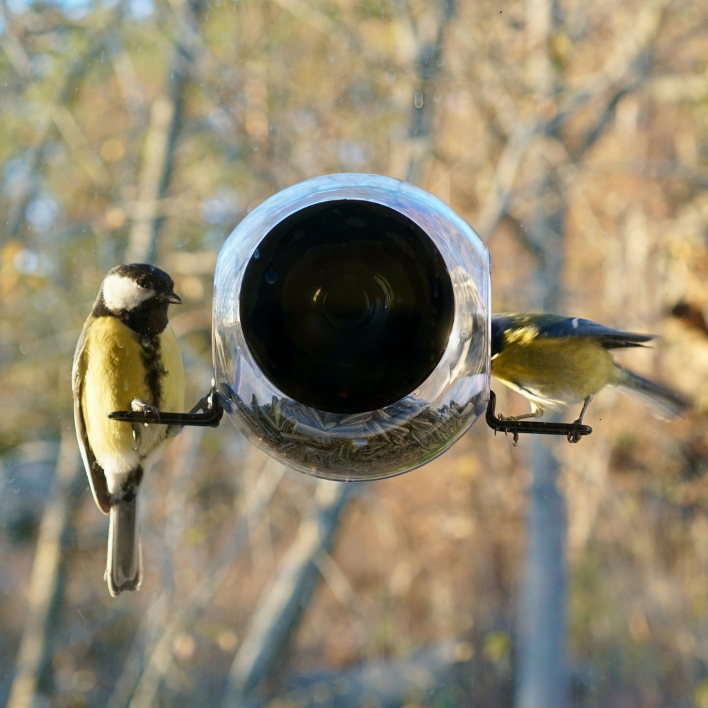 Born in Sweden window bird feeder - Image 4