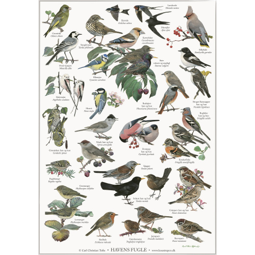 Koustrup plakat - Havens fugle, A4