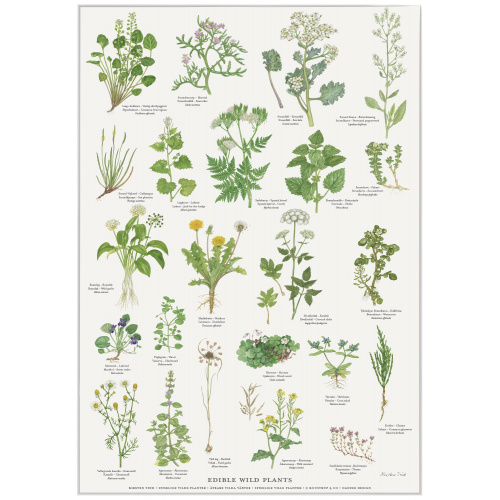 Koustrup affiche - Plantes sauvages comestibles, A4