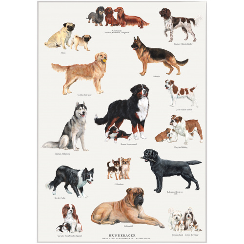 Koustrup affiche - Races de chiens, A4