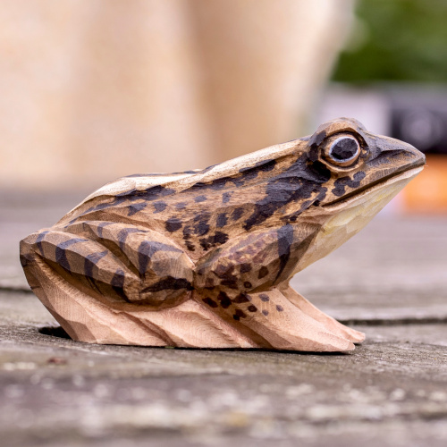 Wildlife Garden lebenden Tiere - spitzer Frosch