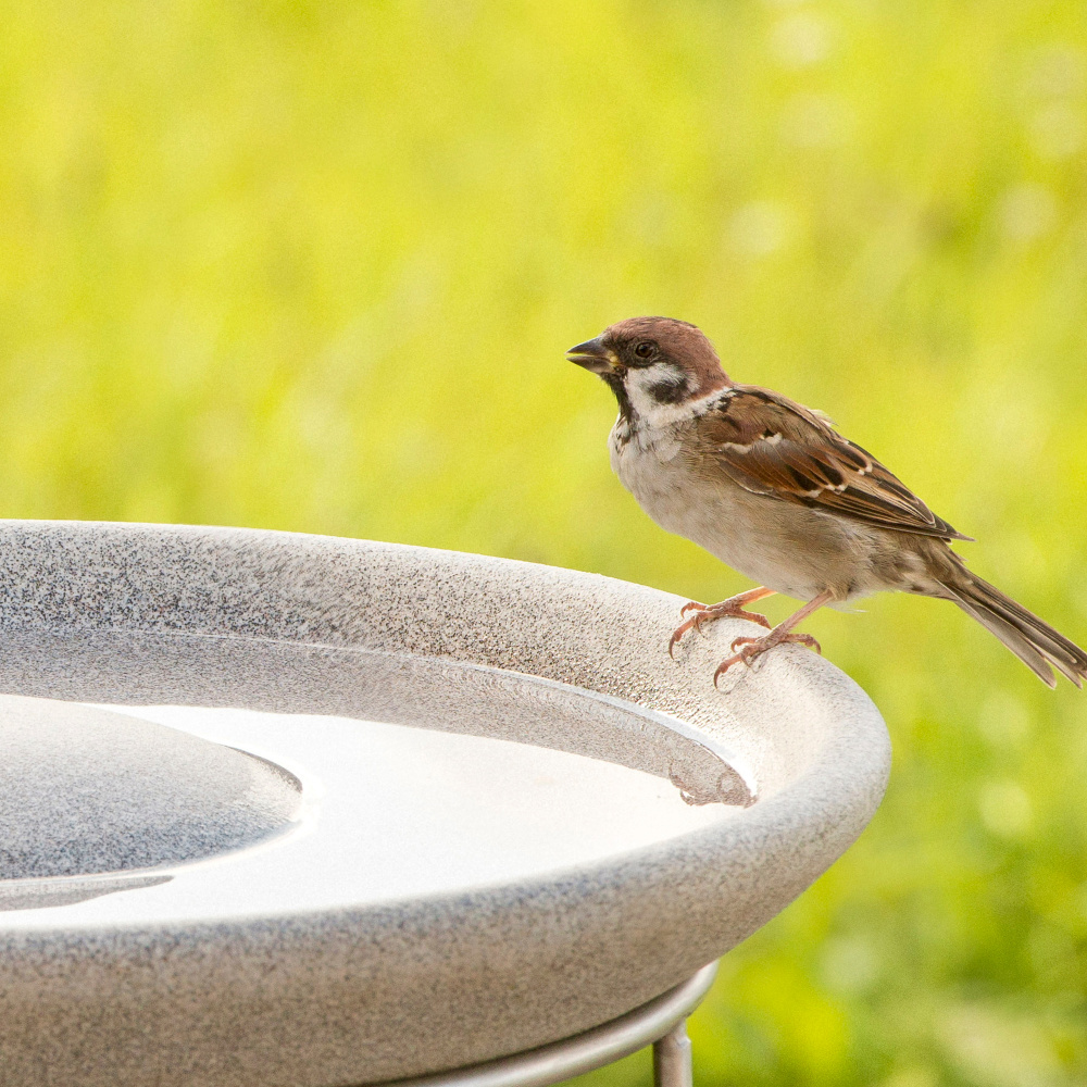 Denk bain d'oiseaux en granit - Image 2