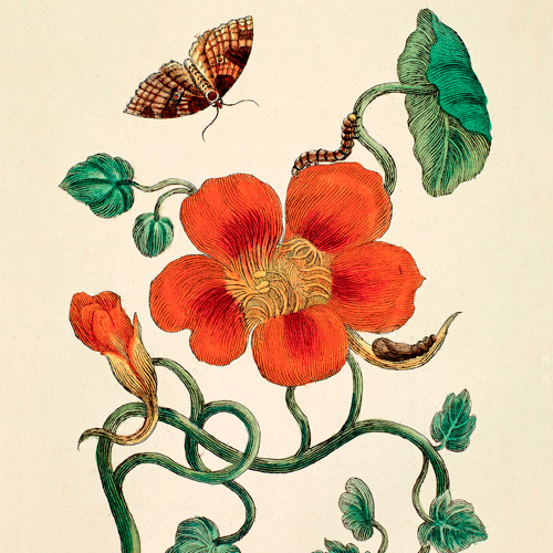 Flora Danika
